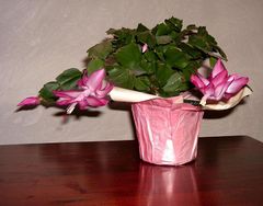 Thanksgiving Cactus in bloom