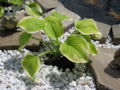 Hosta