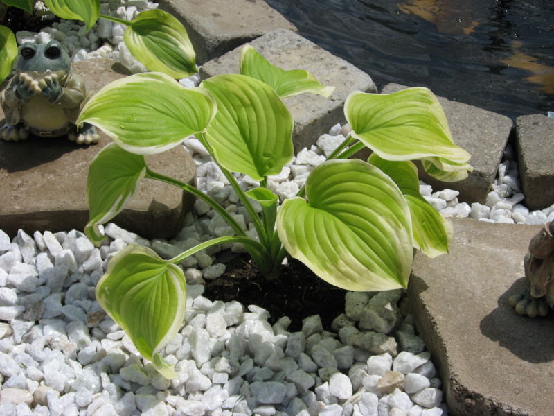 File:Hosta2.jpg