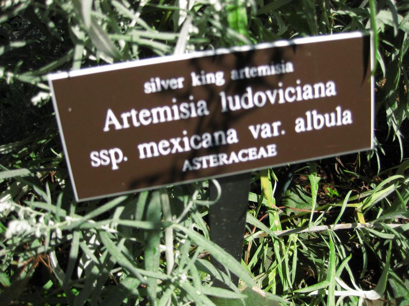 File:IMG 0220 nybg09.jpg