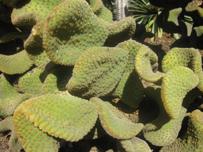 File:IMG 2243 hunt0903.jpg
