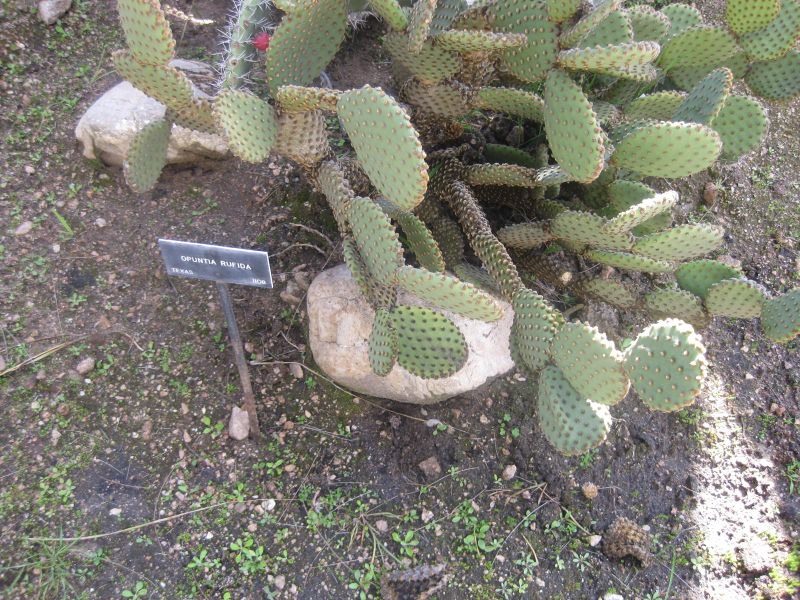 File:IMG 2275 hunt0903.jpg