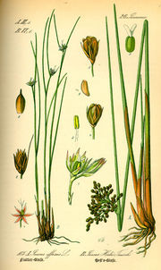 Juncus hostii