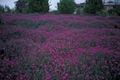 Thumbnail for version as of 05:20, 24 January 2008