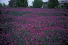 Lampranthus roseus