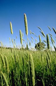 Phalaris canariensis