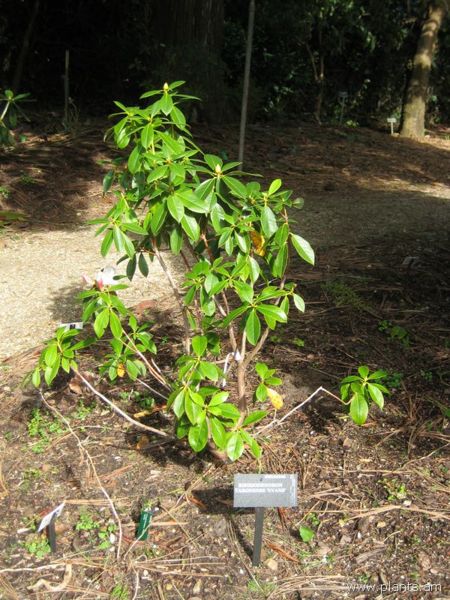 File:Rhododendron taronense-evans-IMG 7172 sfbg0308.jpg