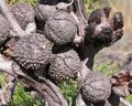 Callitris verrucosa cones