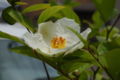 Stuartia pseudocamellia