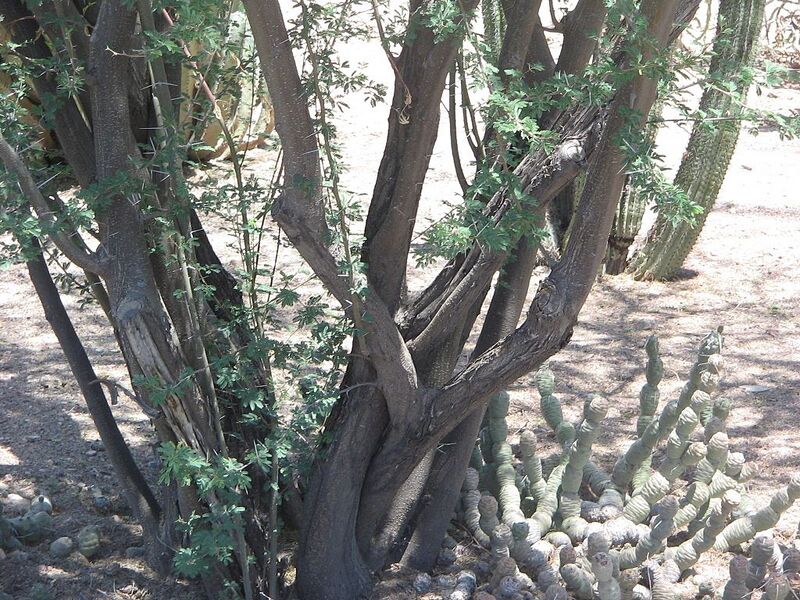 File:1024px-Acacia-minuta-bark.jpg