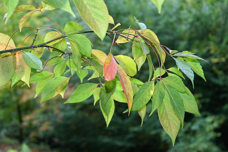 File:1024px-Acer henryi JPG1F.jpg