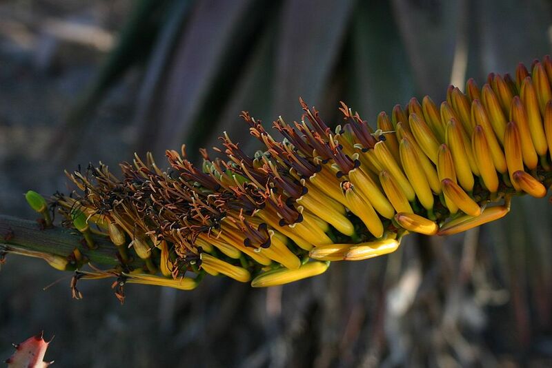 File:1024px-Aloe marlothii02.jpg