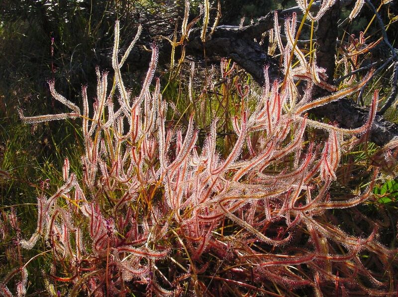 File:1024px-Drosera binata.jpg