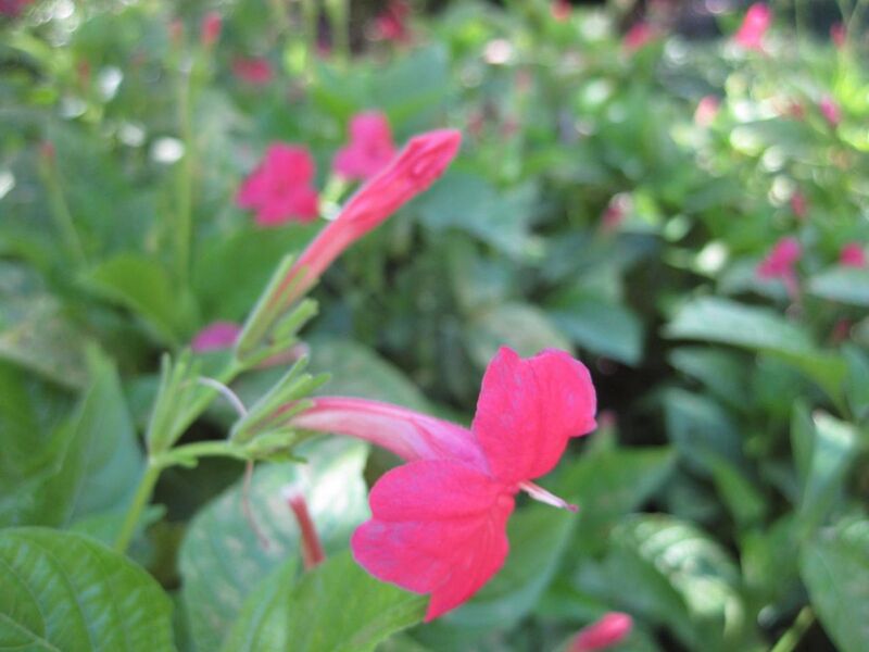 File:1280px-IMG 1926 hunt09oct.jpg