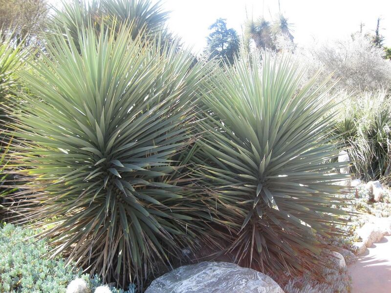 File:1280px-IMG 2381 hunt0903.jpg