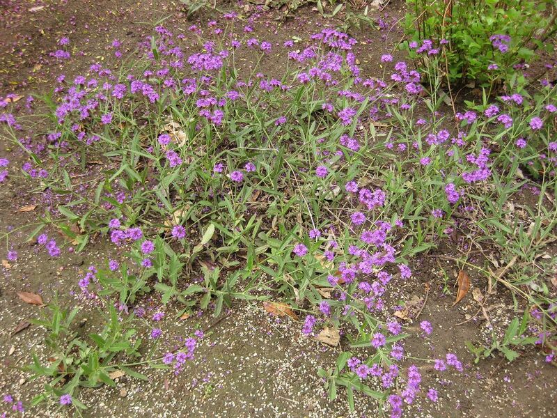 File:1280px-IMG 7077 hunt09jun.jpg