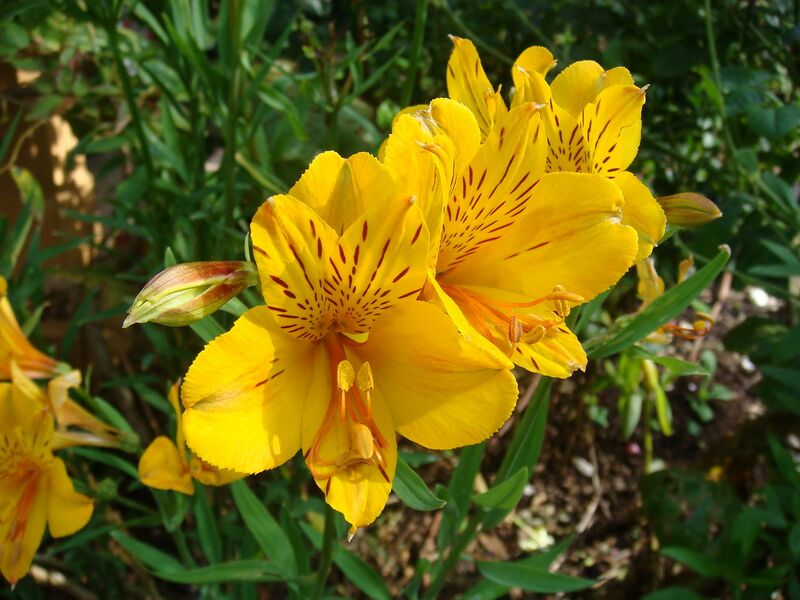 File:1280px-Princess lilies-1708.jpg