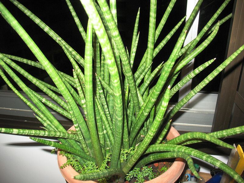 File:1280px-Spear Sansevieria.jpg