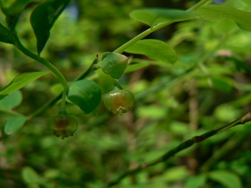 File:1280px-Vaccinium parvifolium 38913.JPG