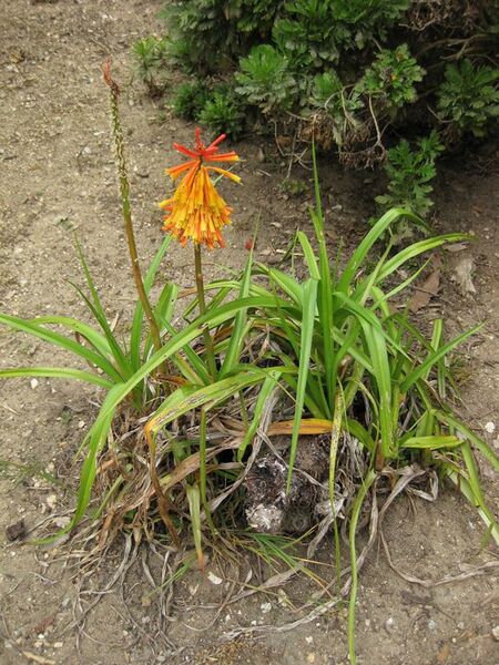 File:576px-IMG 4907 hunt0904.jpg