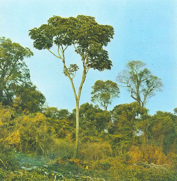 File:751px-Didymopanax morototoni.jpg