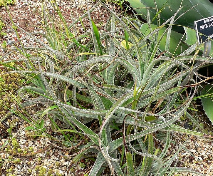 File:929px-Puya laxa 1.jpg