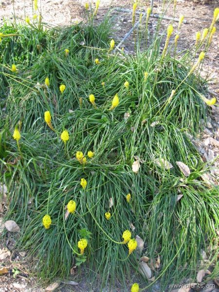 File:Bulbinella nutens-var. nutans-IMG 0790 hunt07.jpg