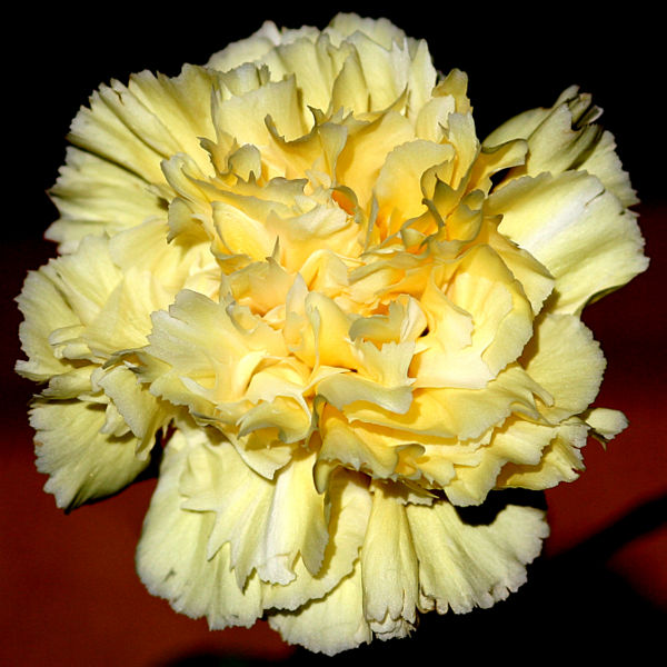 File:Carnation-2074.jpg