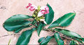 Thumbnail for version as of 17:31, 15 January 2010