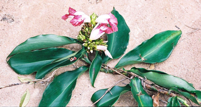 File:Costus lucanusianus.jpg