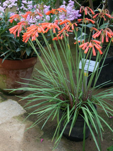 File:Cyrtanthus parviflorus02.jpg