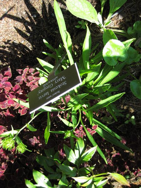 File:IMG 0221 nybg09.jpg