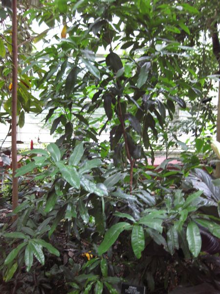 File:IMG 1125 bbg09.jpg