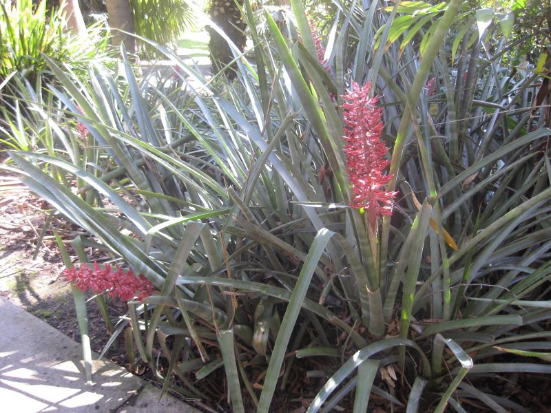 File:IMG 2054 hunt0903.jpg