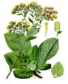 Ploughman's-spikenard (Inula conyzae)