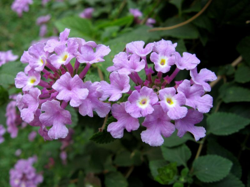 File:Lantana-5716.jpg