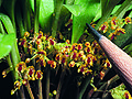 Thumbnail for version as of 09:04, 29 April 2025