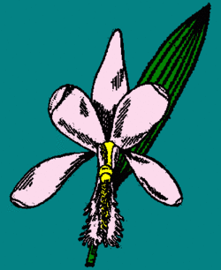 Pogonia ophioglossoides