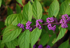 Callicarpa dichotoma 'Early Amethyst' (Purple Beautyberry)