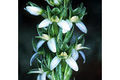 Thumbnail for version as of 10:16, 23 July 2007