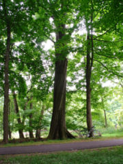 A large Northern Red Oak