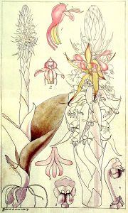 Satyrium macrophyllum