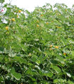 Thumbnail for version as of 07:40, 9 November 2007