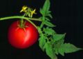 The flower and leaves are visible in this photo of a tomato plant.