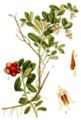 19th century illustration
