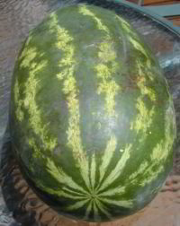 Citrullus lanatus
