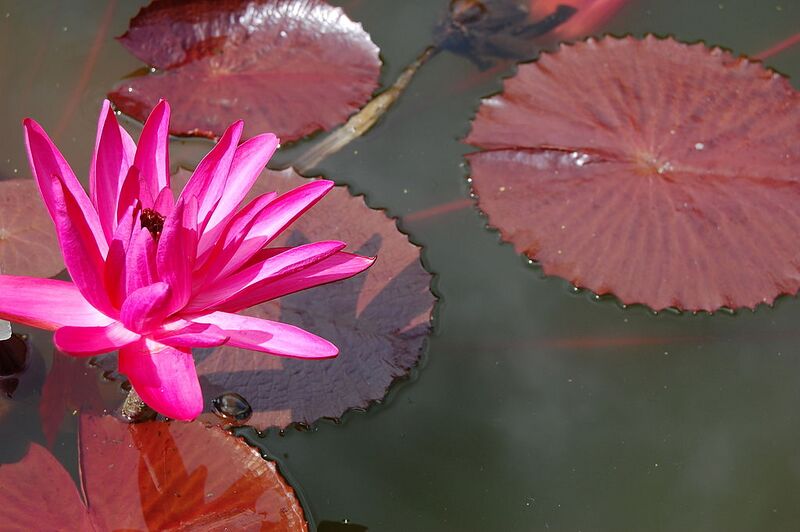 File:1024px-2007 nymphaea rubra.jpg