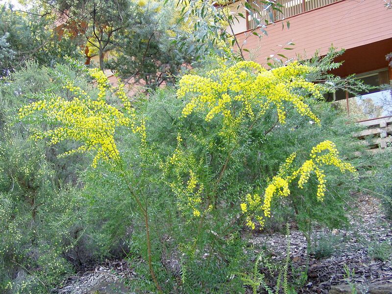 File:1024px-Acacia acinacea 01.jpg