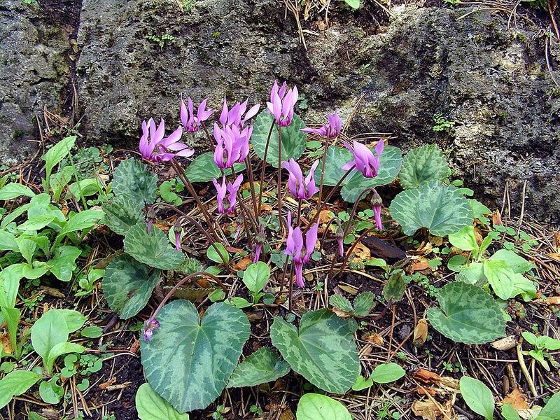 File:1024px-Cyclamen purpurascens Orchi 01.jpg