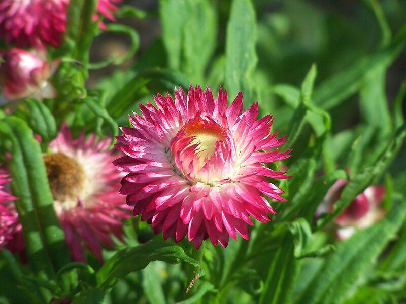 File:1024px-Flower 228.jpg